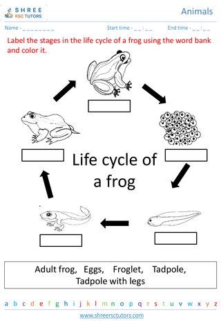 Animal Life Cycle 1
