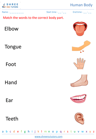 Body Parts And Their Functions 6