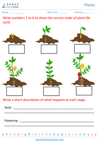 Plant Life Cycle 6