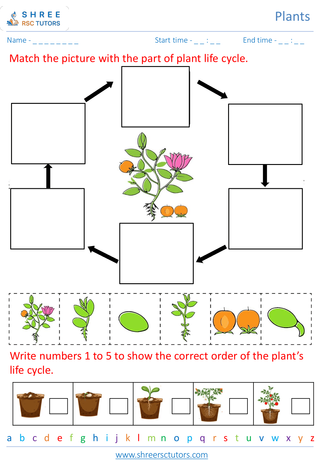 Plant Life Cycle 2
