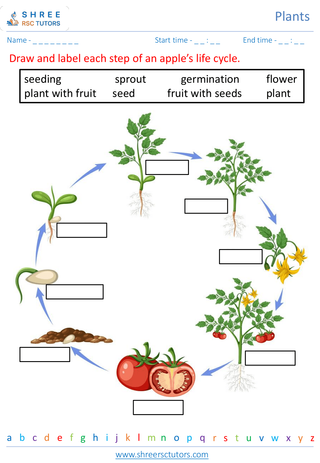 Plant Life Cycle 5
