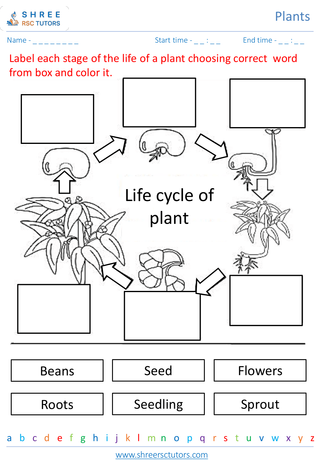 Plant Life Cycle 1