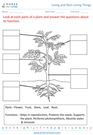 Parts Of A Plant And Their Functions 1