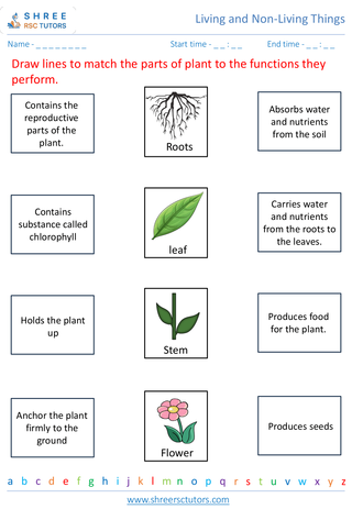 Parts Of A Plant And Their Functions 4