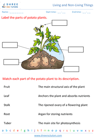 Parts Of A Plant And Their Functions 5