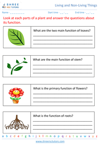 Parts Of A Plant And Their Functions 2