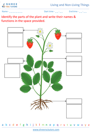 Parts Of A Plant And Their Functions 6
