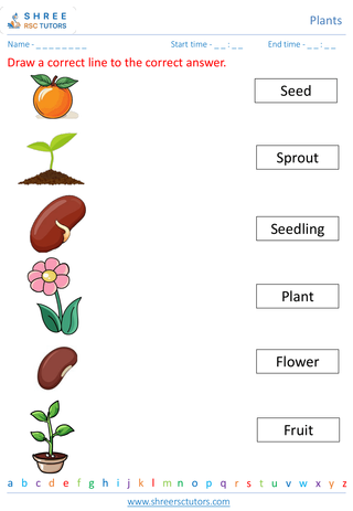 Plant Life Cycle 3