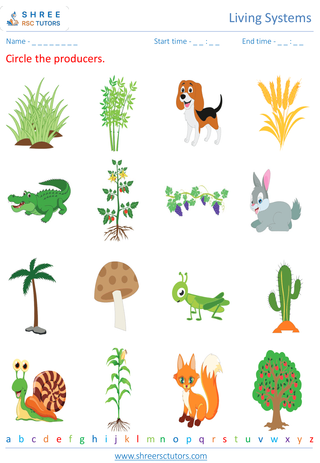 Exploring Ecosystems And Food Chains 4