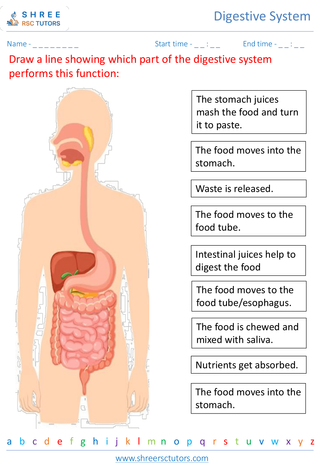 Importance Of A Healthy Digestive System 3