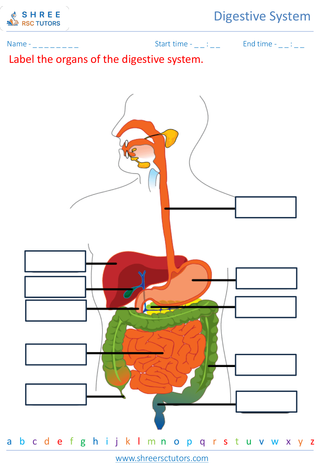 Understanding The Process Of Digestion 1