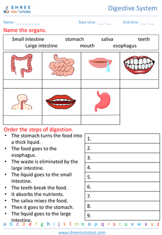Understanding The Process Of Digestion 5