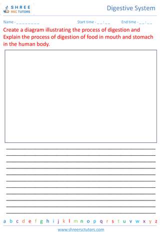 Understanding The Process Of Digestion 4