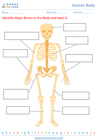 Overview Of The Major Human Body Systems 2