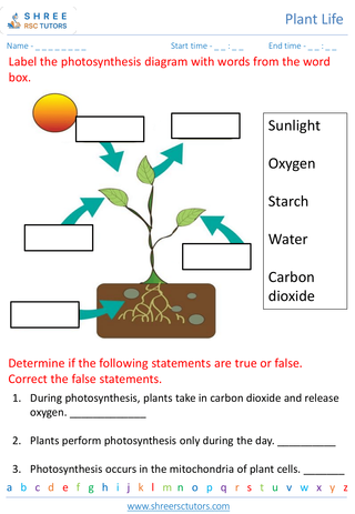 Photosynthesis 1